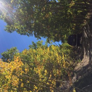 Aspens