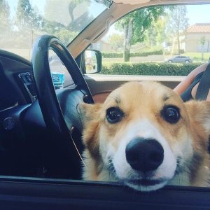 Our puppers, Schnitzel, in the 4Runner