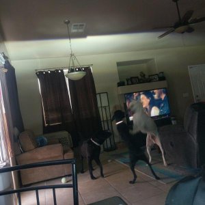 IS350 Projector cut-off.  Don't mind the zoo.