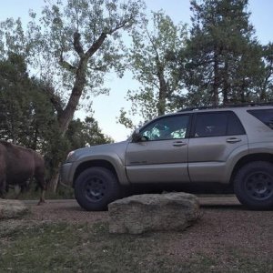 Teddy Roosevelt NP