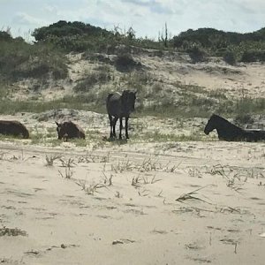 Horses
