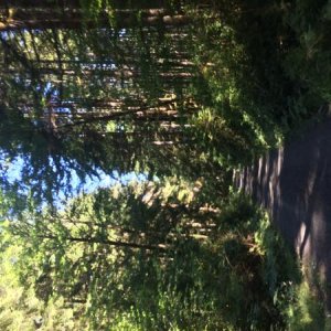 IMG 3709