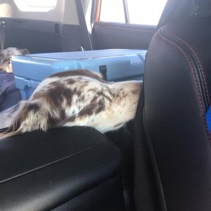 Sleeping CoPilot