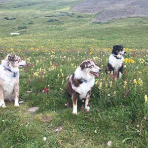 Dogs in flowers