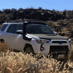 Horned lizard in the Rodman Mountains Wilderness Area