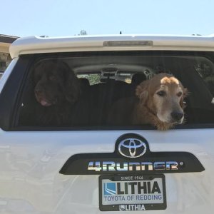 The reason I originally bought the 4Runner - haul my pups!