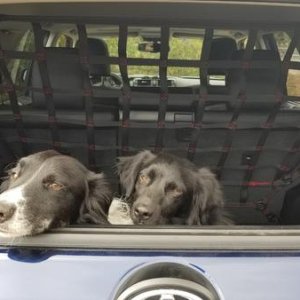 Pups gotta ride