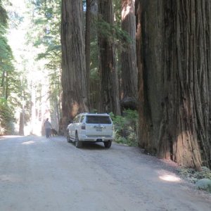 Howland Hill Rd, Crescent City, CA