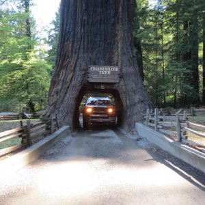 CHANDELIER DRIVE-THRU TREE