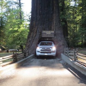 CHANDELIER  TREE