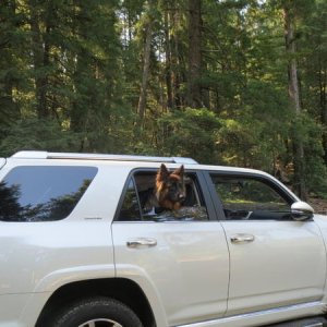 Reko enjoys the ride