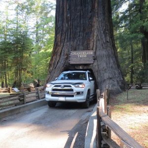 CHANDELIER TREE
