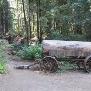 CHANDELIER TREE Park