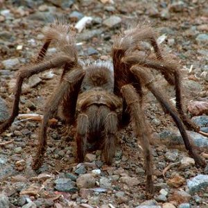 so cal tarantula