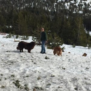 Dogs up at Mt Rose to check out the snow