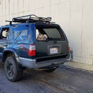 Pups in the back (always)