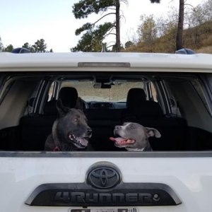 Ruca My Pitty!
Grizzly My Akita mix!