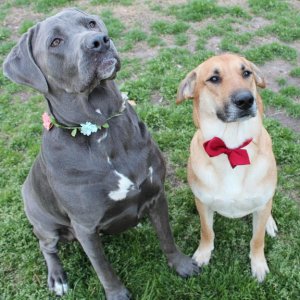 Left - Kali - 4yo Cane Corso
Right - Kujo - 4yo GSD/Lab Mutt