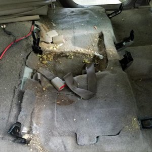 Backseat destruction aka Dogs