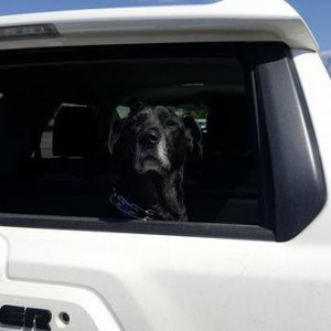 El pup in the 4runner