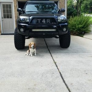 Beagle pup