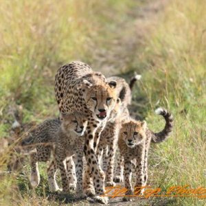 Cheetahs