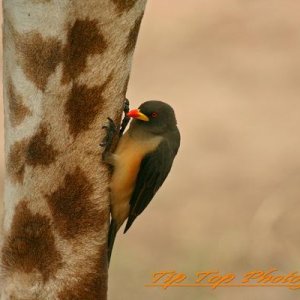Bird on a leg