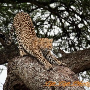 Leopard stretch edit