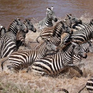 Zebras Spooked