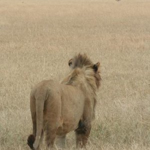 I see dinner, so far away. Heck, it's ostrich.