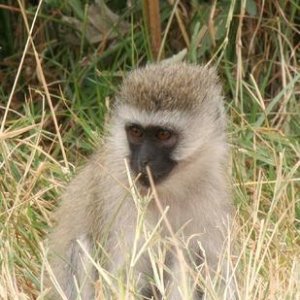 Stoopid monkee