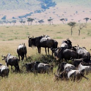Wildebeest, king of the pie hill