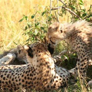 mmmm, cheetah ear wax
