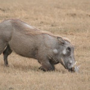 Yes, I want to name my 4Runner the "Warthog"
