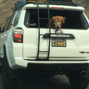 New plates for the Dog Hauler