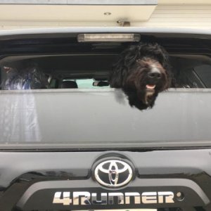 My dog loves the new whip over the Taco