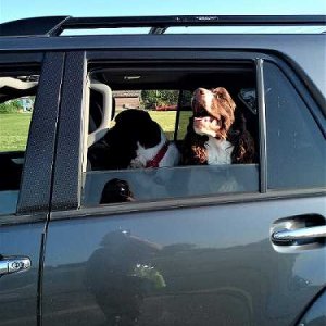 Eddie and Flo in dog seat protector I had in back of Graebaebae before frisbee sesh