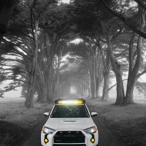 Tree Tunnel - Point Reyes, California