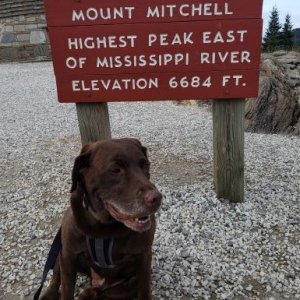 My Chocolate Lab JD - He passed away at 13 in March 2021 from cancer.