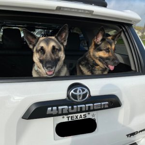 Dogs ready to ride