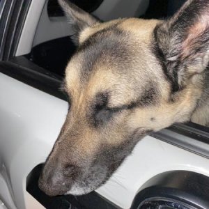 Tired dog