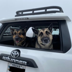 Dogs in the fog 2