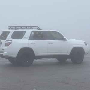 Dogs in the fog
