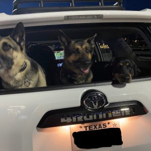 Dogs loaded up and headed to Port O'Conner beach house.