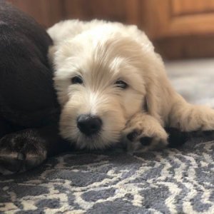 golden doodle BODHI