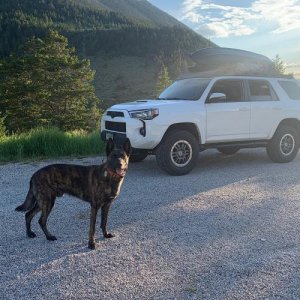 Roadside game of fetch in Wyoming’s Bighorn Mountains National Forest