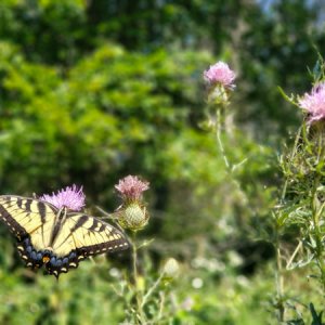 Butterfly along the AT