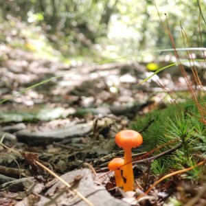 A crazy mushroom along the trail.