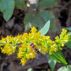 The bee blended in perfectly!