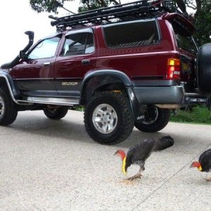 Native Brush Turkey watchdogs !